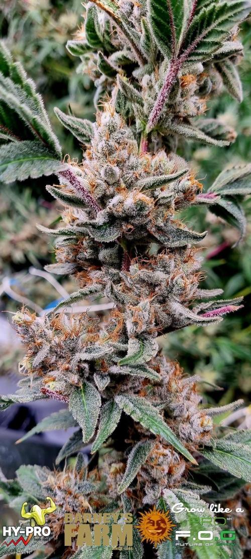 Gelato-Season is ON!. Week 13