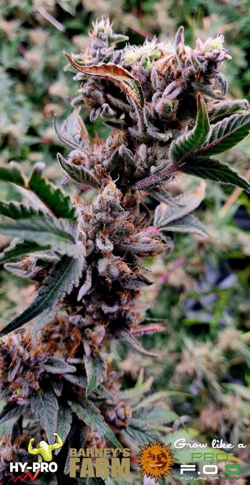 Gelato-Season is ON!. Week 13