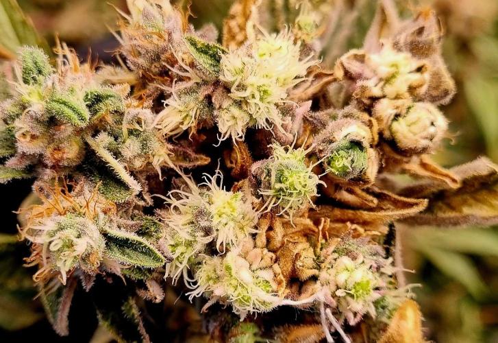 Gelato-Season is ON!. Week 13