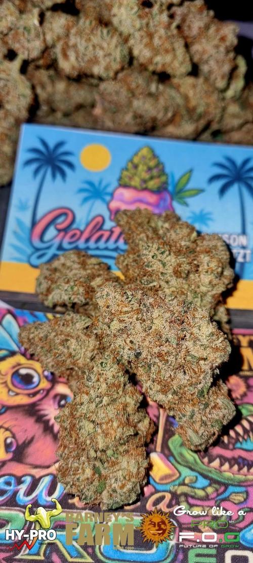 Gelato-Season is ON!. Week 14