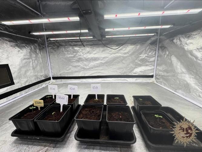 Barney’s Farm Saison 7 RS11 F1 & Thin. Week 0