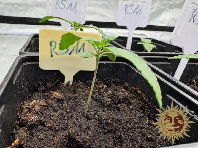 Barney’s Farm Saison 7 RS11 F1 & Thin. Week 0