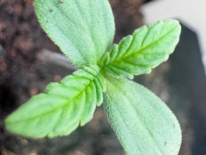Barney’s Farm Saison 7 RS11 F1 & Thin. Week 0