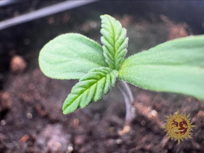 Barney’s Farm Saison 7 RS11 F1 & Thin. Week 0