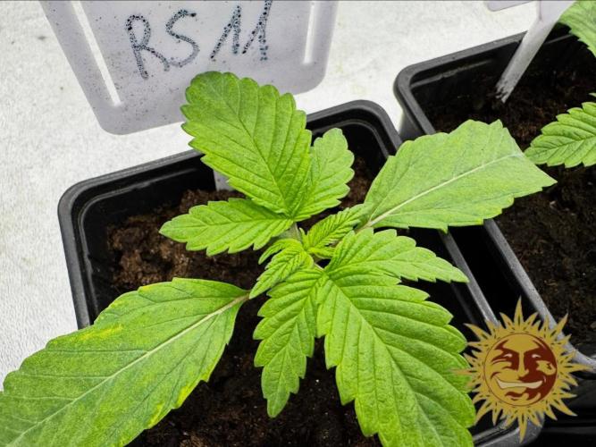 Barney’s Farm Saison 7 RS11 F1 & Thin. Week 1