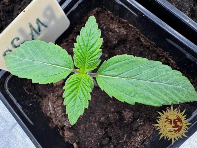Barney’s Farm Saison 7 RS11 F1 & Thin. Week 1