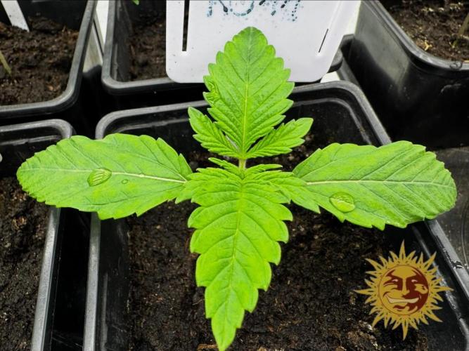 Barney’s Farm Saison 7 RS11 F1 & Thin. Week 1