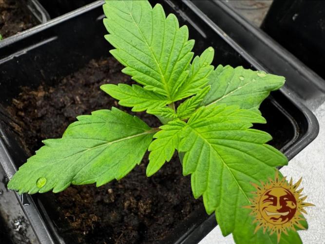 Barney’s Farm Saison 7 RS11 F1 & Thin. Week 1