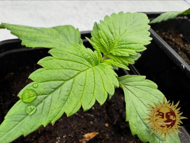 Barney’s Farm Saison 7 RS11 F1 & Thin. Week 1