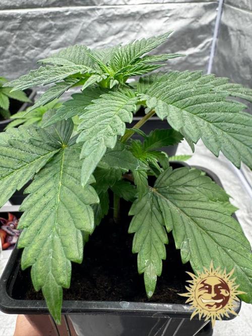 Barney’s Farm Saison 7 RS11 F1 & Thin. Week 2