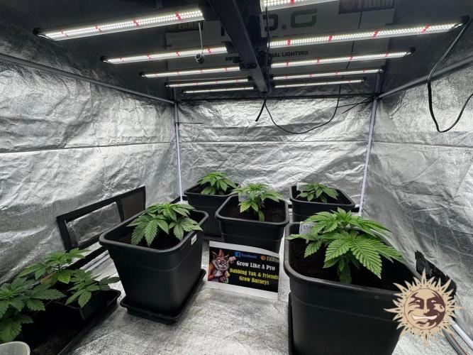 Barney’s Farm Saison 7 RS11 F1 & Thin. Week 2