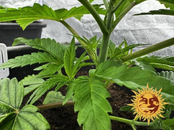 Barney’s Farm Saison 7 RS11 F1 & Thin. Week 2