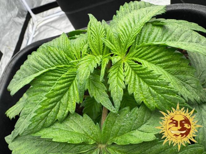 Barney’s Farm Saison 7 RS11 F1 & Thin. Week 2