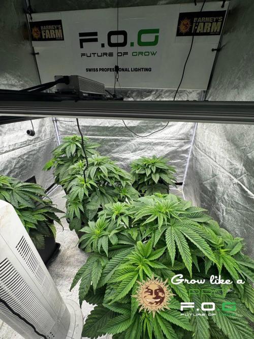 Barney’s Farm Saison 7 RS11 F1 & Thin. Week 4