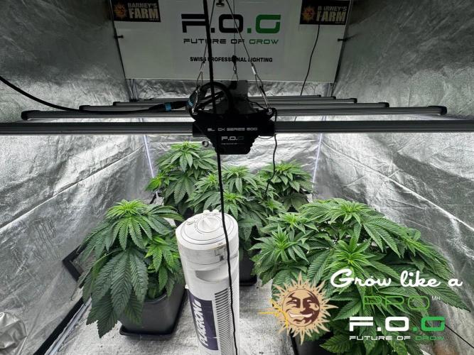 Barney’s Farm Saison 7 RS11 F1 & Thin. Week 4