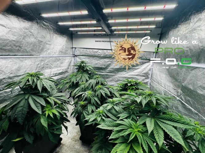 Barney’s Farm Saison 7 RS11 F1 & Thin. Week 4