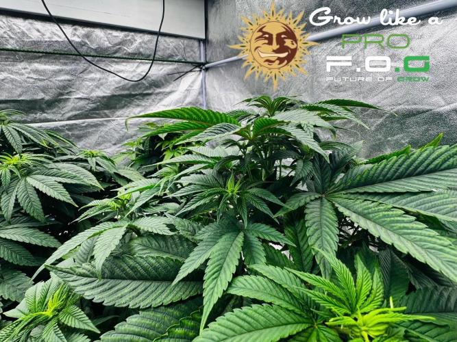 Barney’s Farm Saison 7 RS11 F1 & Thin. Week 4