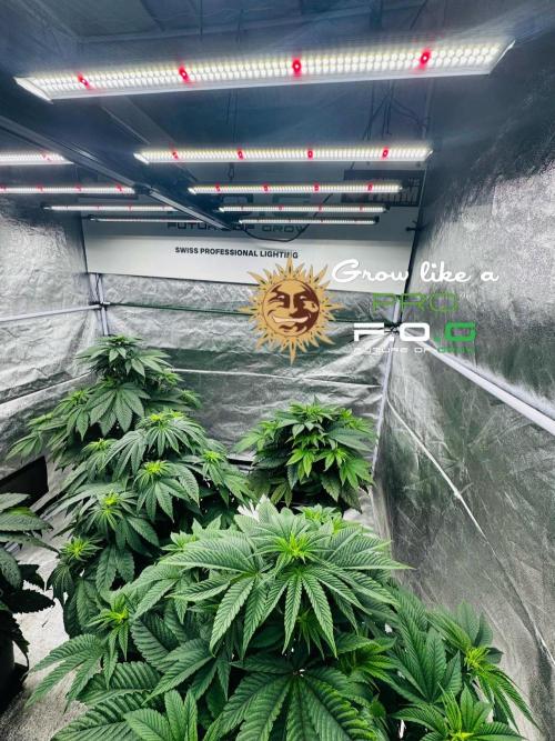 Barney’s Farm Saison 7 RS11 F1 & Thin. Week 4