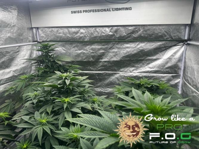 Barney’s Farm Saison 7 RS11 F1 & Thin. Week 5