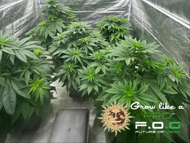 Barney’s Farm Saison 7 RS11 F1 & Thin. Week 5