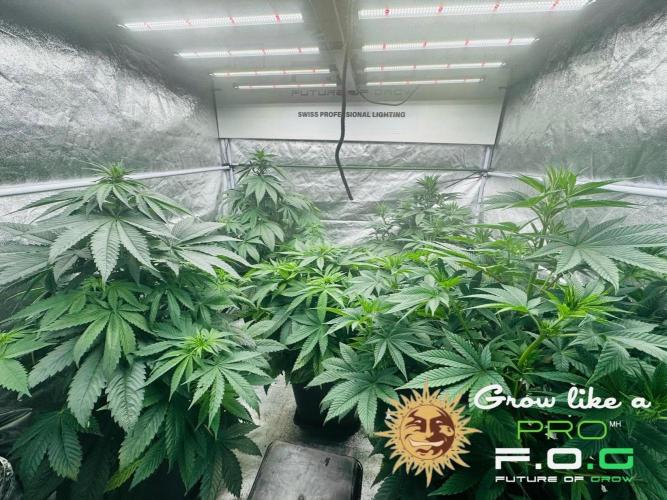 Barney’s Farm Saison 7 RS11 F1 & Thin. Week 6