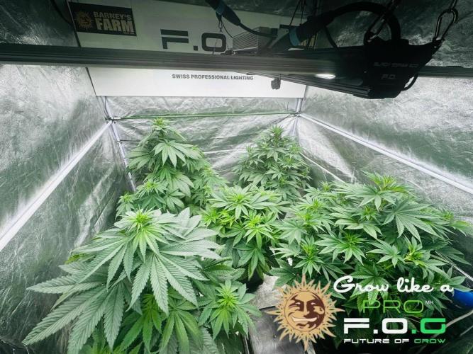 Barney’s Farm Saison 7 RS11 F1 & Thin. Week 6