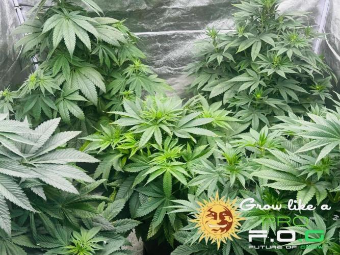Barney’s Farm Saison 7 RS11 F1 & Thin. Week 6