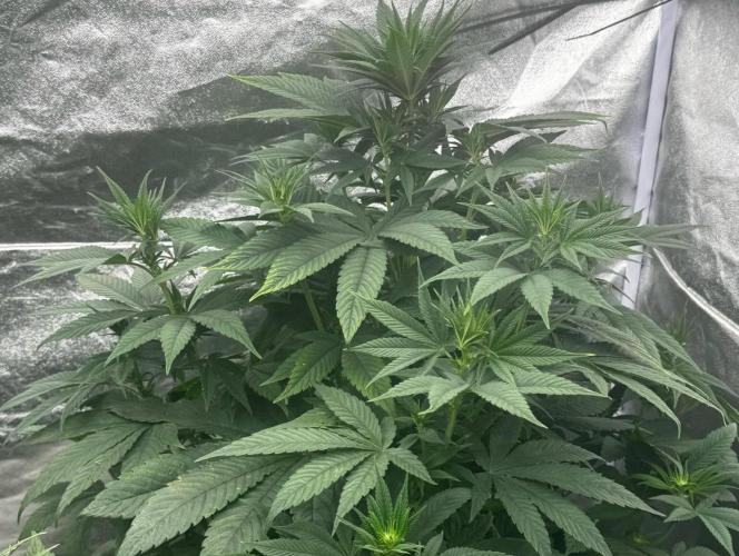 Barney’s Farm Saison 7 RS11 F1 & Thin. Week 6