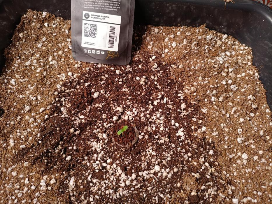 Banana purple punch x1. Week 0 - Day 1