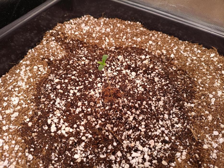 Banana purple punch x1. Week 1 - Day 2