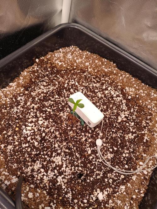 Banana purple punch x1. Week 1 - Day 3