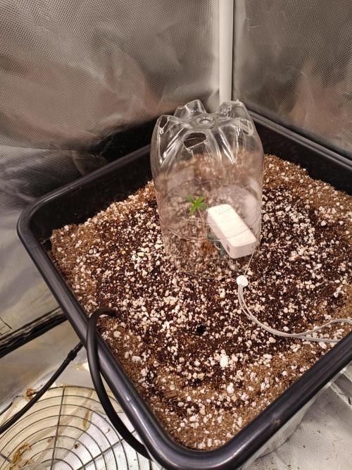 Banana purple punch x1. Week 1 - Day 3 in it's dome