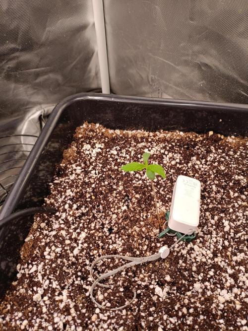 Banana purple punch x1. Week 1 - Day 5