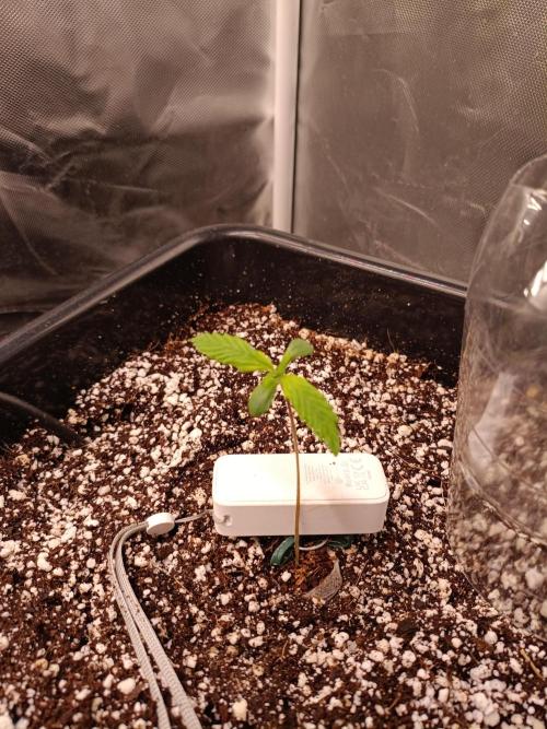 Banana purple punch x1. Week 1 - Day 6 