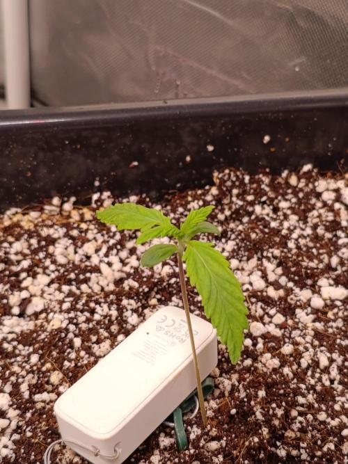Banana purple punch x1. Week 2 - Day 8 