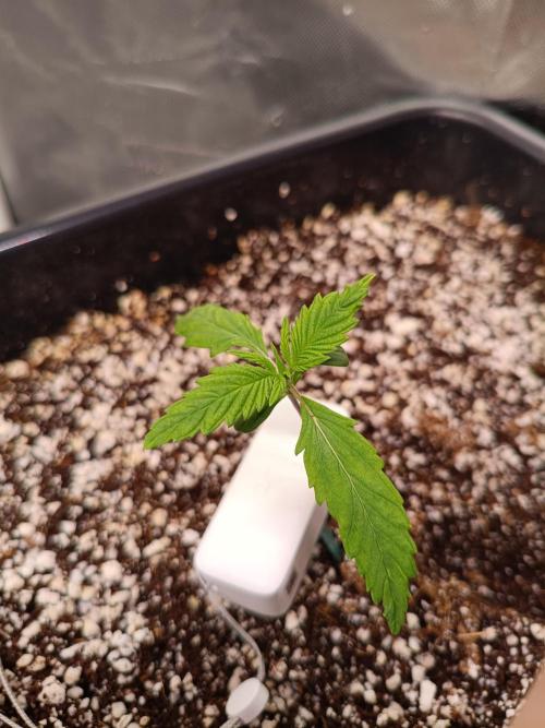 Banana purple punch x1. Week 2 - Day 9 