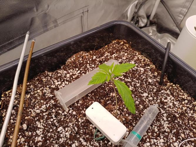 Banana purple punch x1. Week 2 - Day 10 