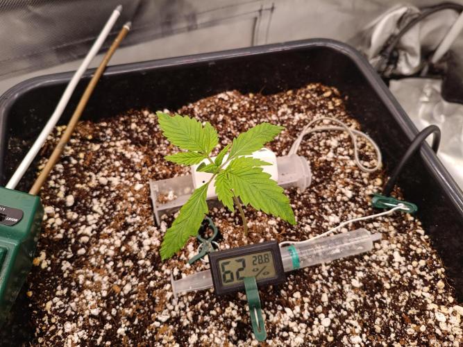 Banana purple punch x1. Week 2 - Day 11