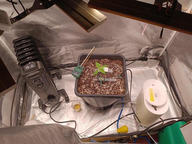 Banana purple punch x1. Week 2 - Day 11 