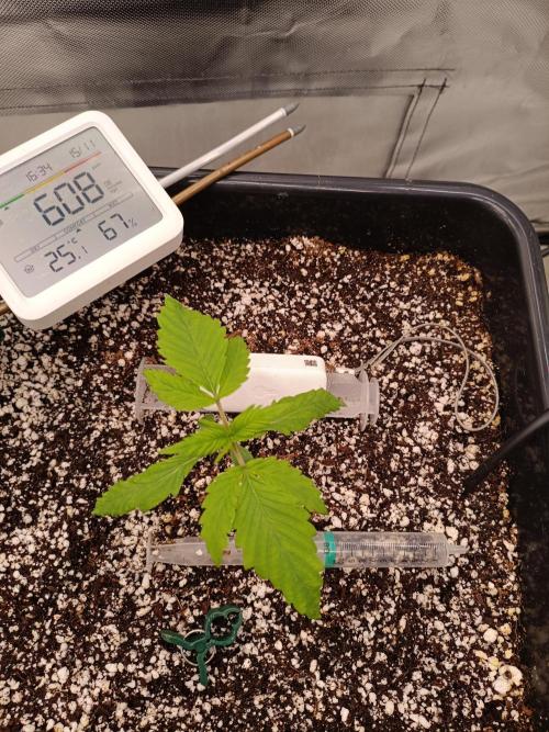 Banana purple punch x1. Week 2 - Day 12