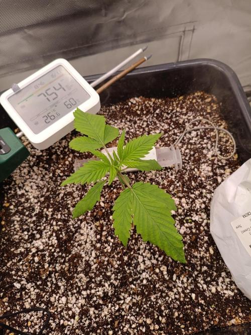 Banana purple punch x1. Week 2 - Day 13
