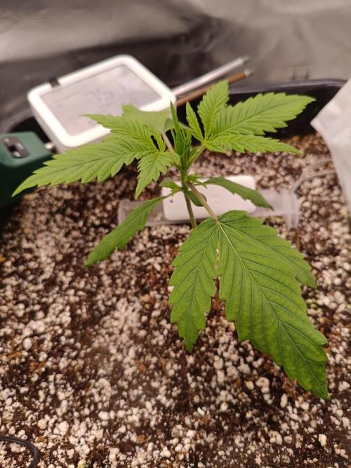 Banana purple punch x1. Week 2 - Day 14