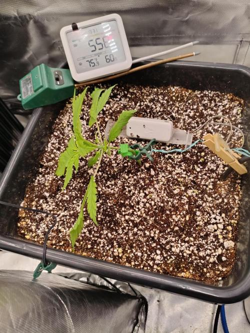 Banana purple punch x1. Week 3 - Day 15 