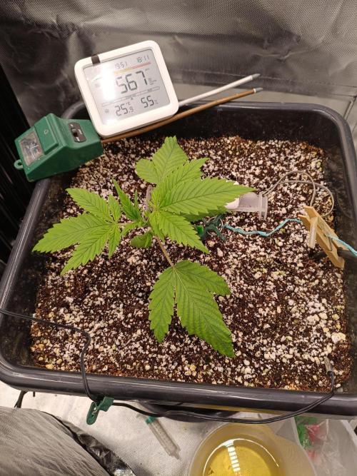 Banana purple punch x1. Week 3 - Day 15 after recovery 