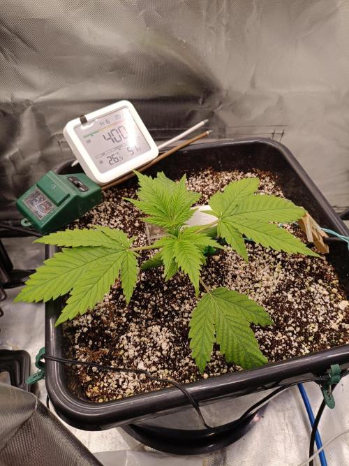 Banana purple punch x1. Week 3 - Day 17