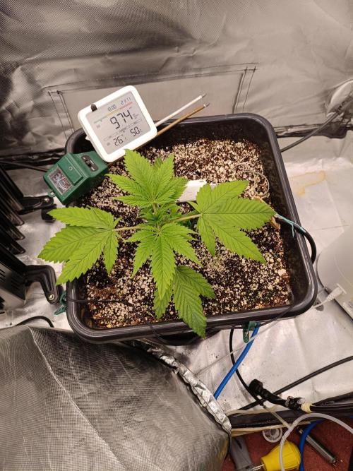 Banana purple punch x1. Week 3 - Day 18