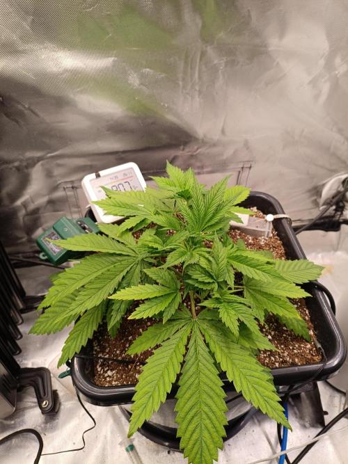 Banana purple punch x1. Week 4 - Day 23