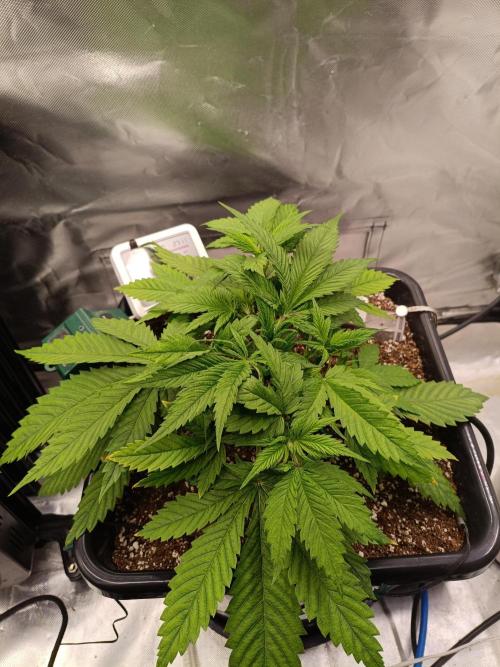 Banana purple punch x1. Week 4 - Day 24