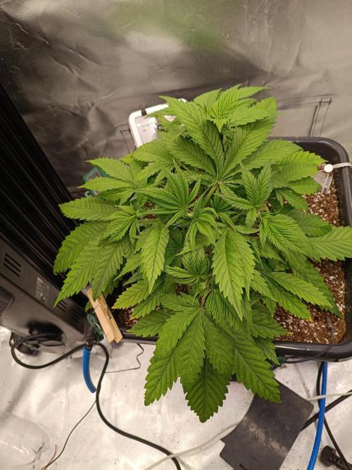 Banana purple punch x1. Week 4 - Day 25