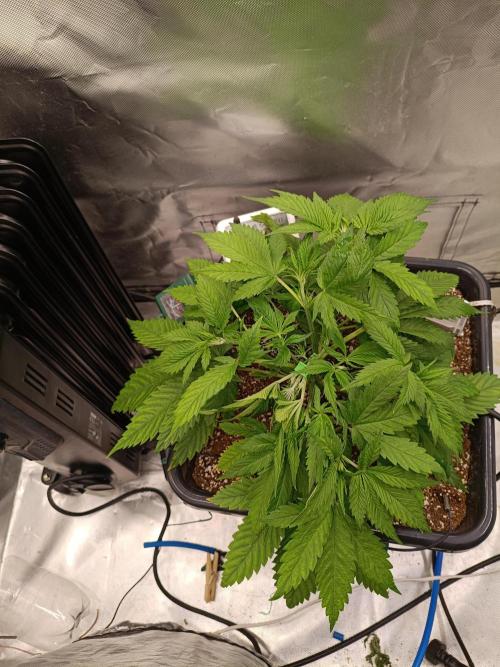 Banana purple punch x1. Week 4 - Day 26